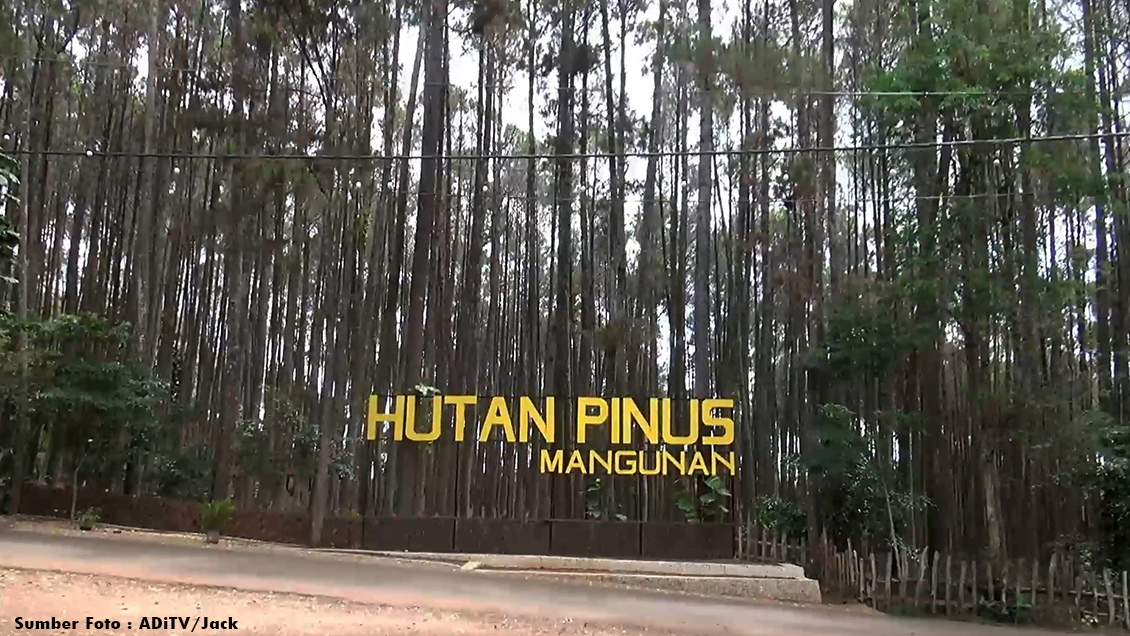 Sejarah Hutan Pinus Mangunan, Berawal dari Hutan Belantara
